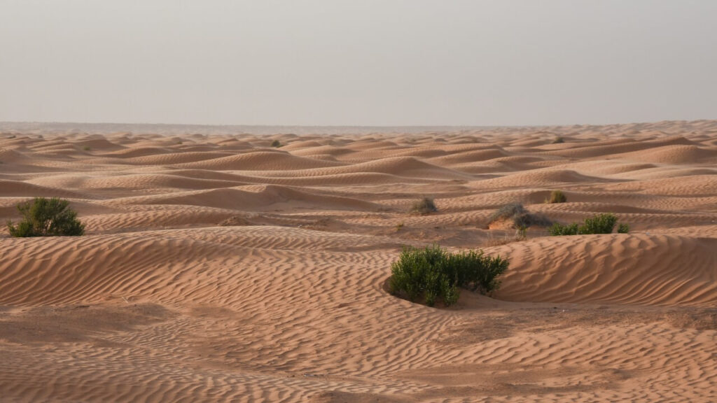 Sahara meteor hunters