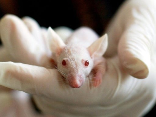 Abolish Animal Testing