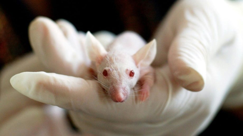 Abolish Animal Testing