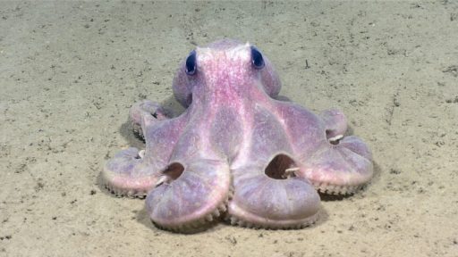 Octopus