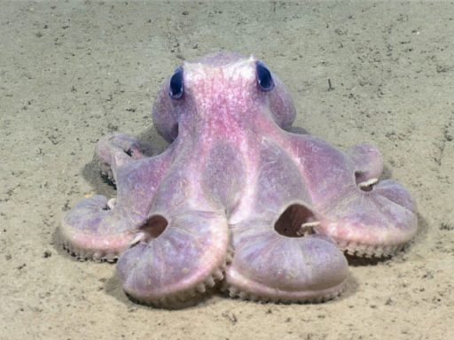 Octopus