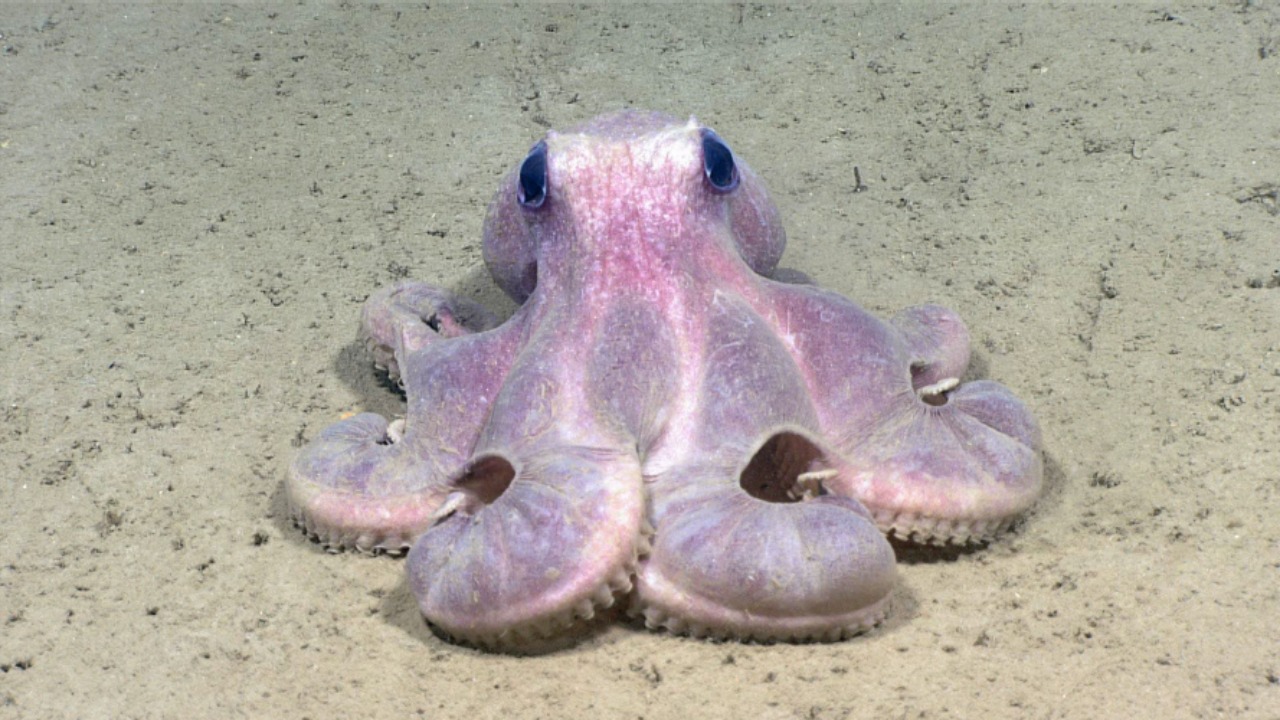 Octopus