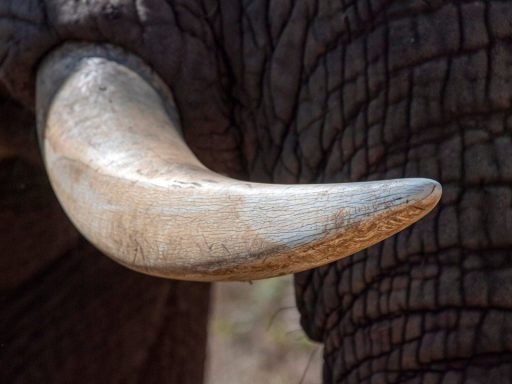 Oldest Elephant Bone