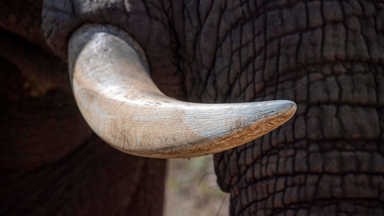 Oldest Elephant Bone