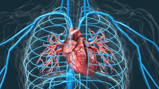 Scientists Discover Stunning Evidence That Your Heart Can Heal Itself