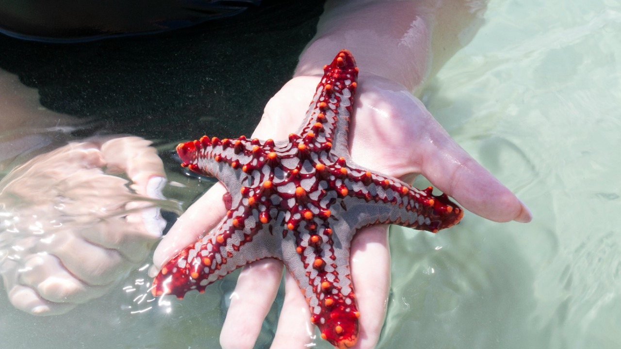 Starfish
