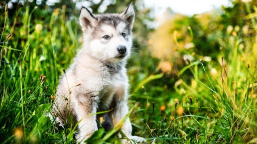 Wolf Puppy