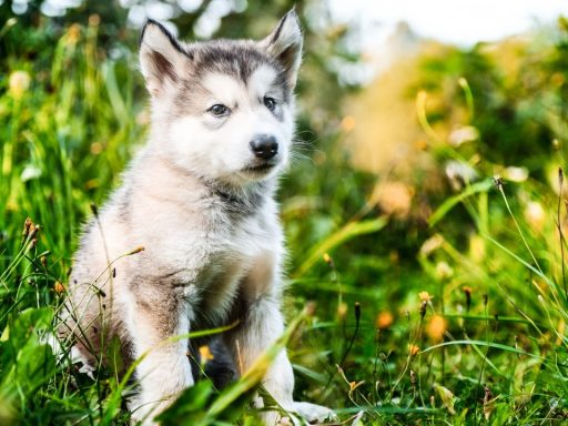 Wolf Puppy