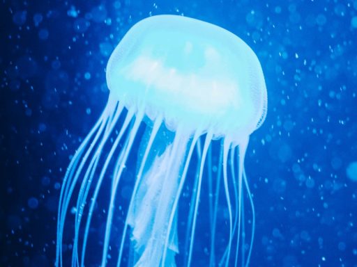 jellyfish