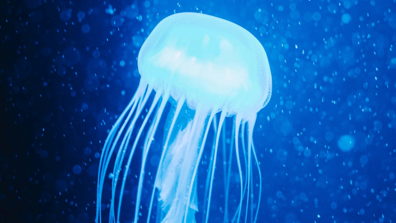 jellyfish