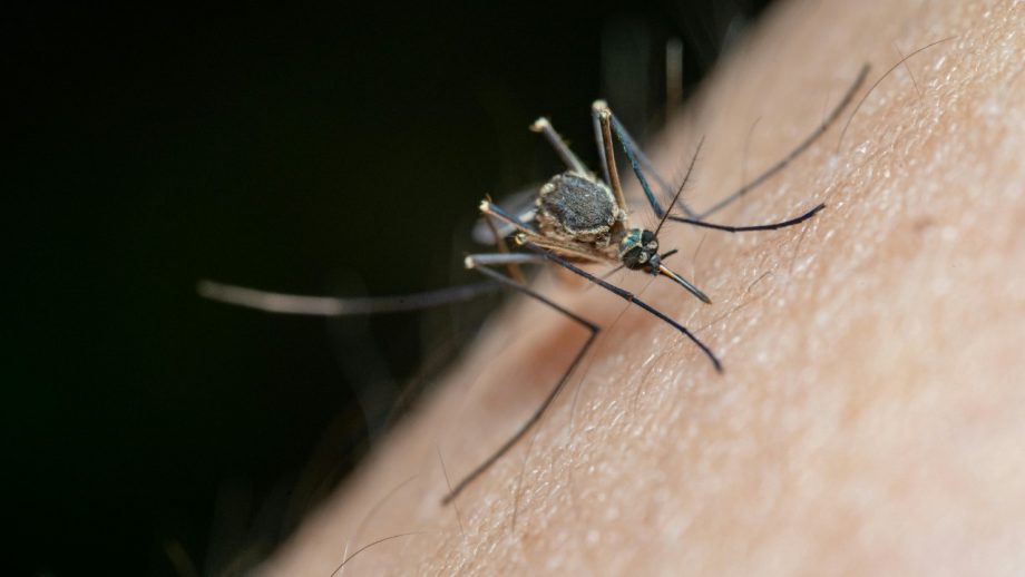 Mosquito Bite