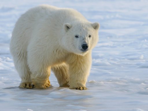 polar bear