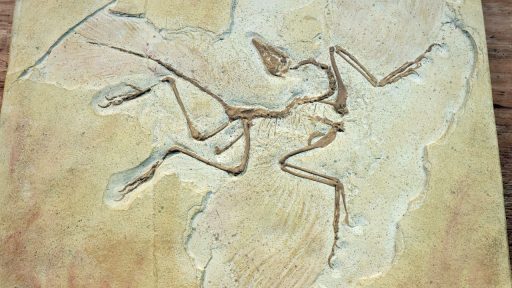 Archaeopteryx Hidden Bizarre Features