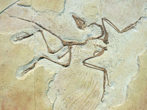 Archaeopteryx Hidden Bizarre Features