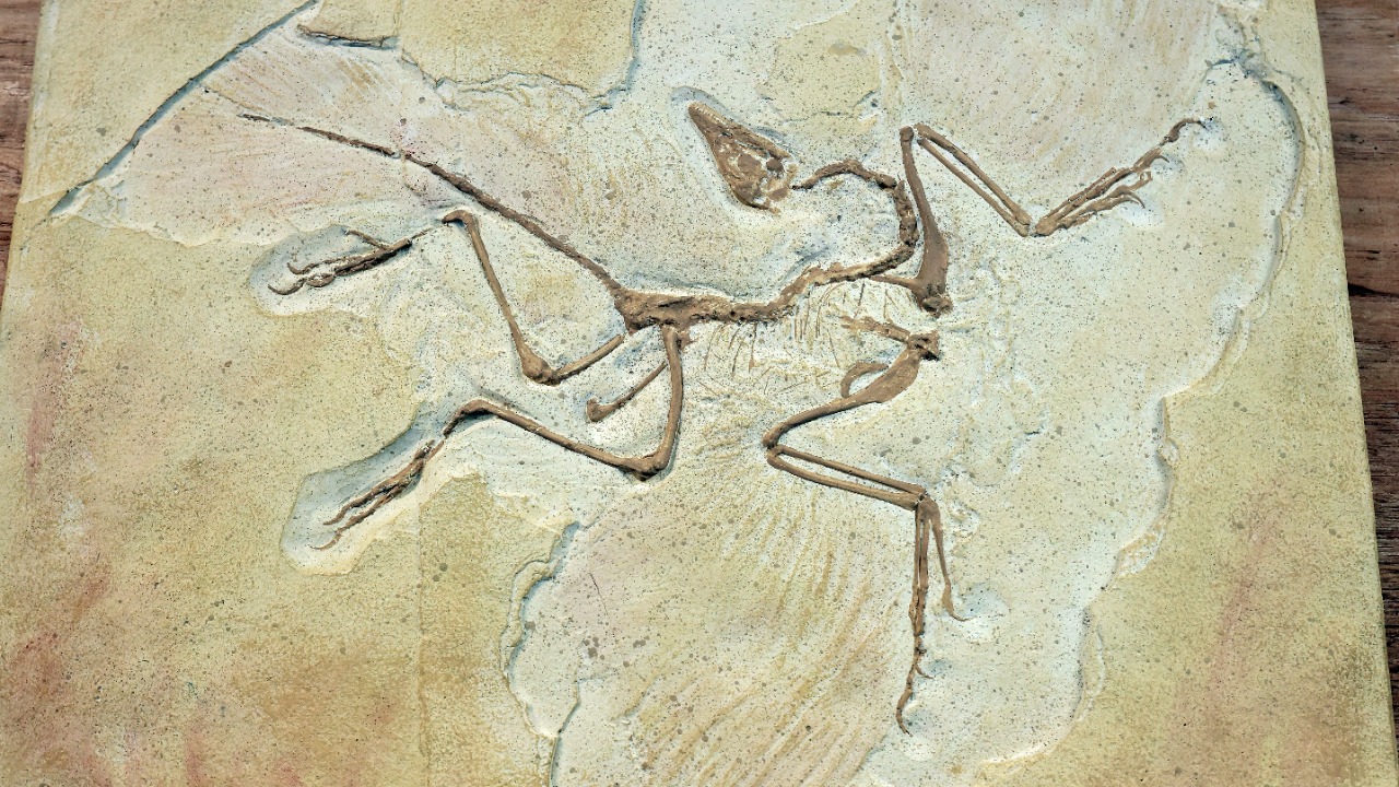 Archaeopteryx Hidden Bizarre Features