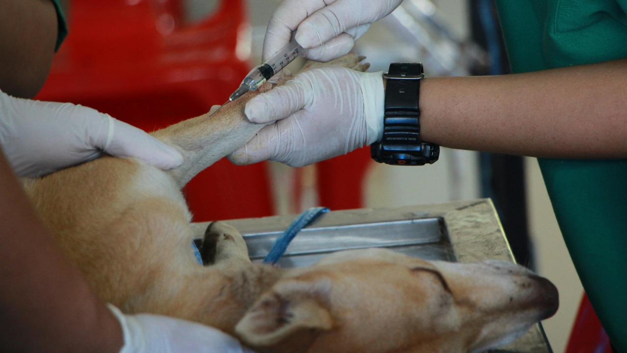 VeterinaryResearch