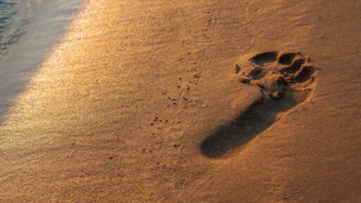 Human Footprints