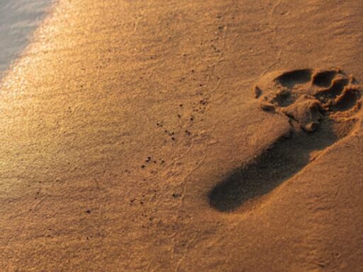 Human Footprints