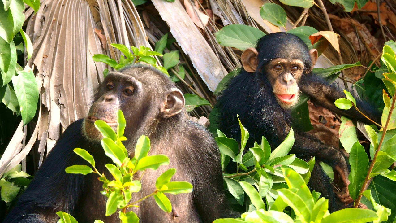 Uganda chimp