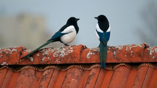 magpies