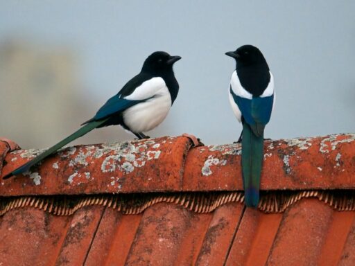 magpies