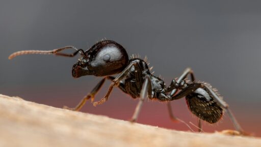 needle ant