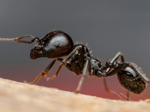 needle ant