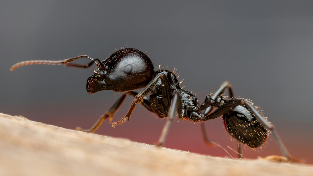 needle ant
