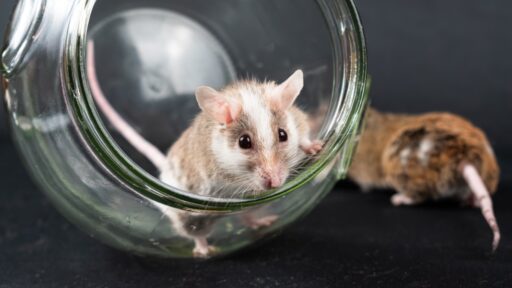 Cancer drugs mice