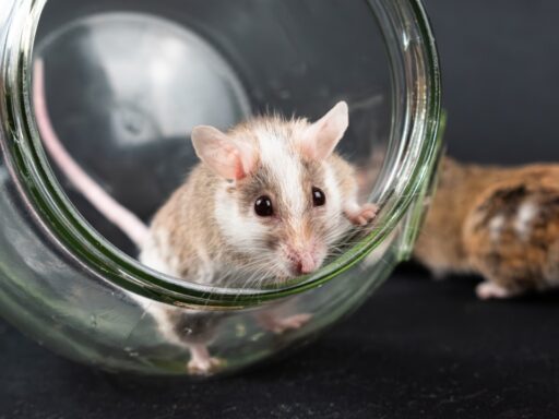 Cancer drugs mice