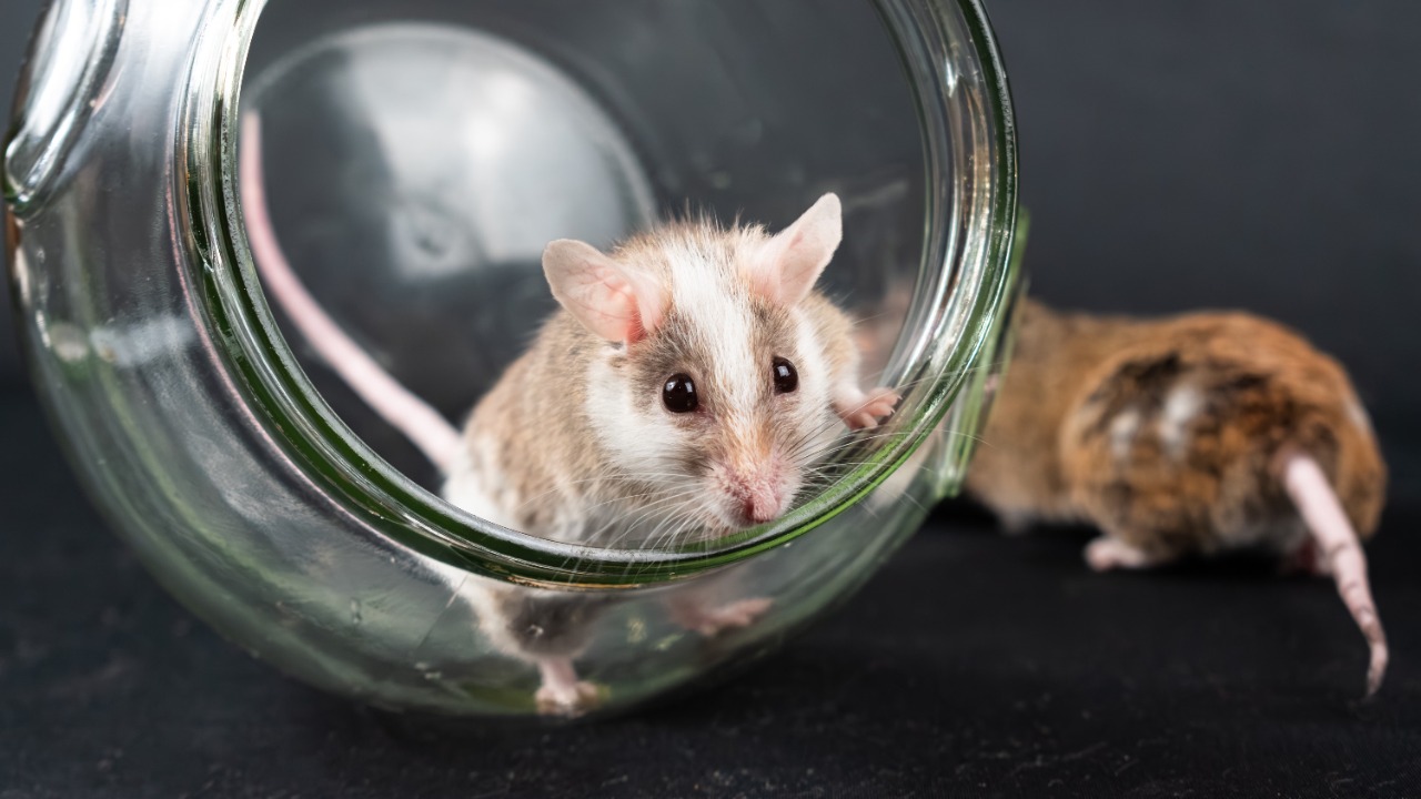 Cancer drugs mice