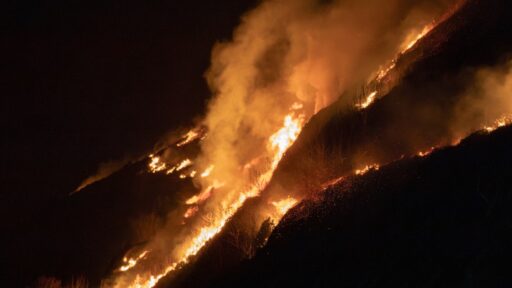 cotton wood fire
