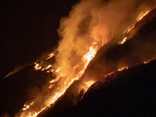 cotton wood fire