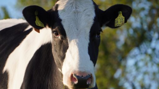 cow