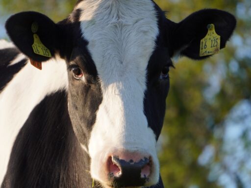 cow