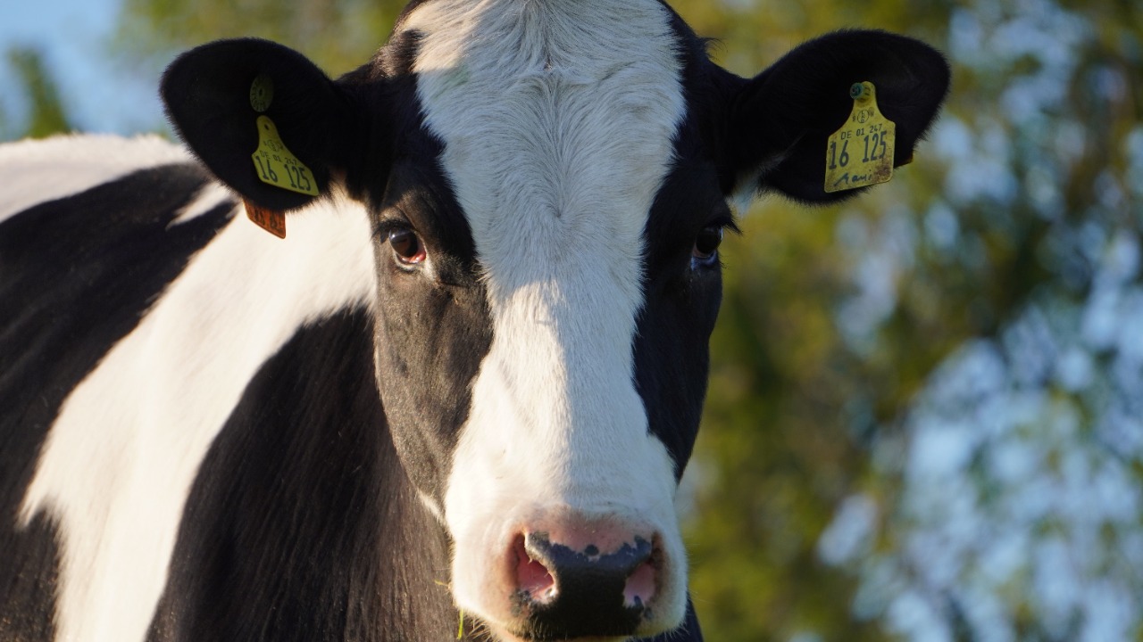 cow