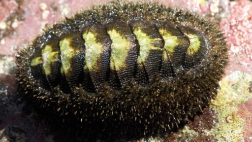 deep-sea chiton