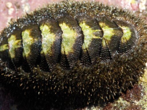 deep-sea chiton