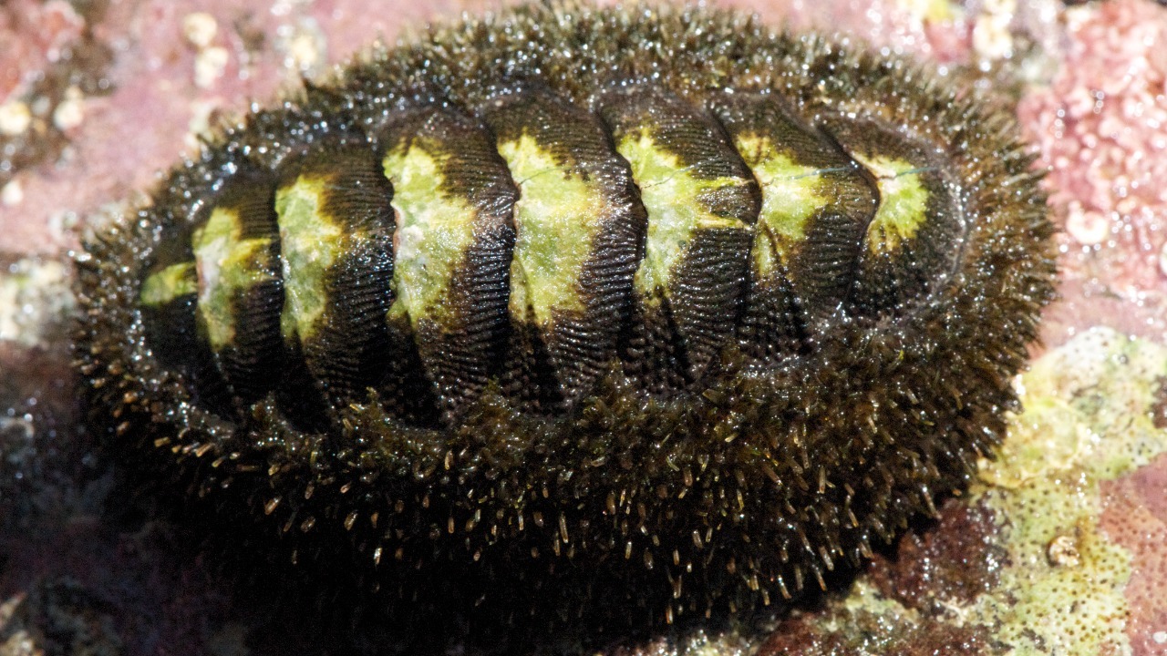 deep-sea chiton