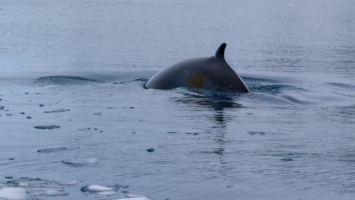 dolphin