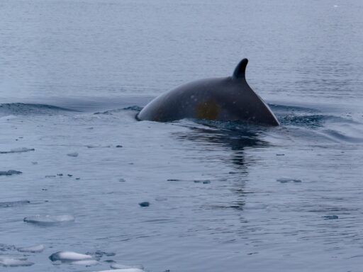 dolphin