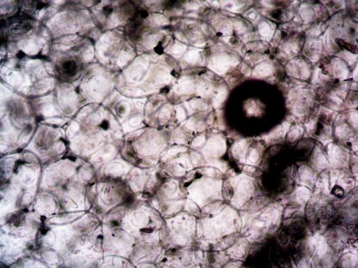 new cells