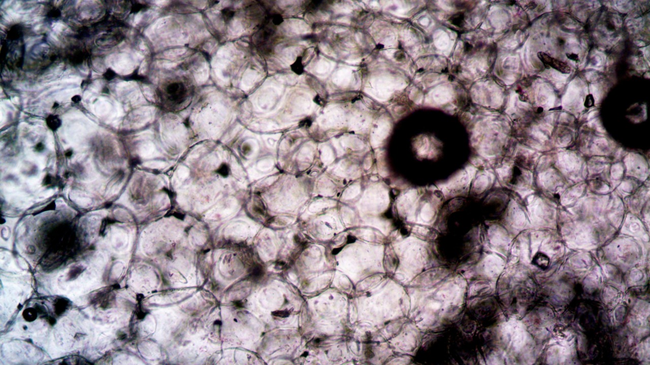 new cells