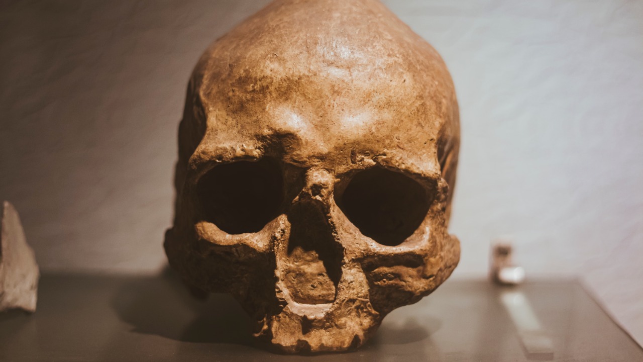 skeleton
