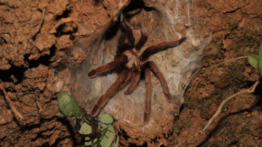 spider