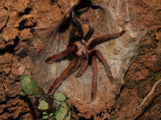 spider