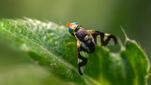 Adult Fruit Fly