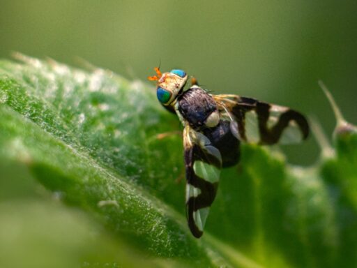 Adult Fruit Fly