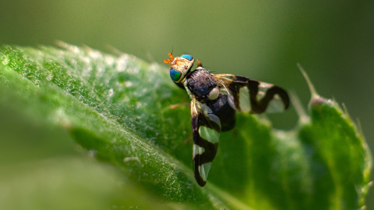 Adult Fruit Fly