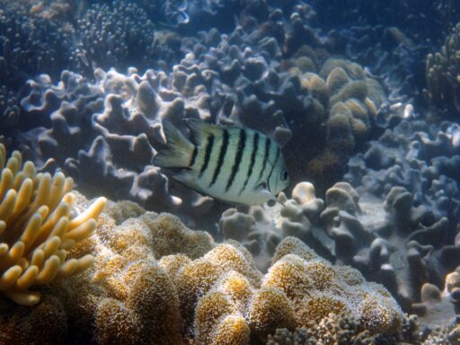 Barrier Reef